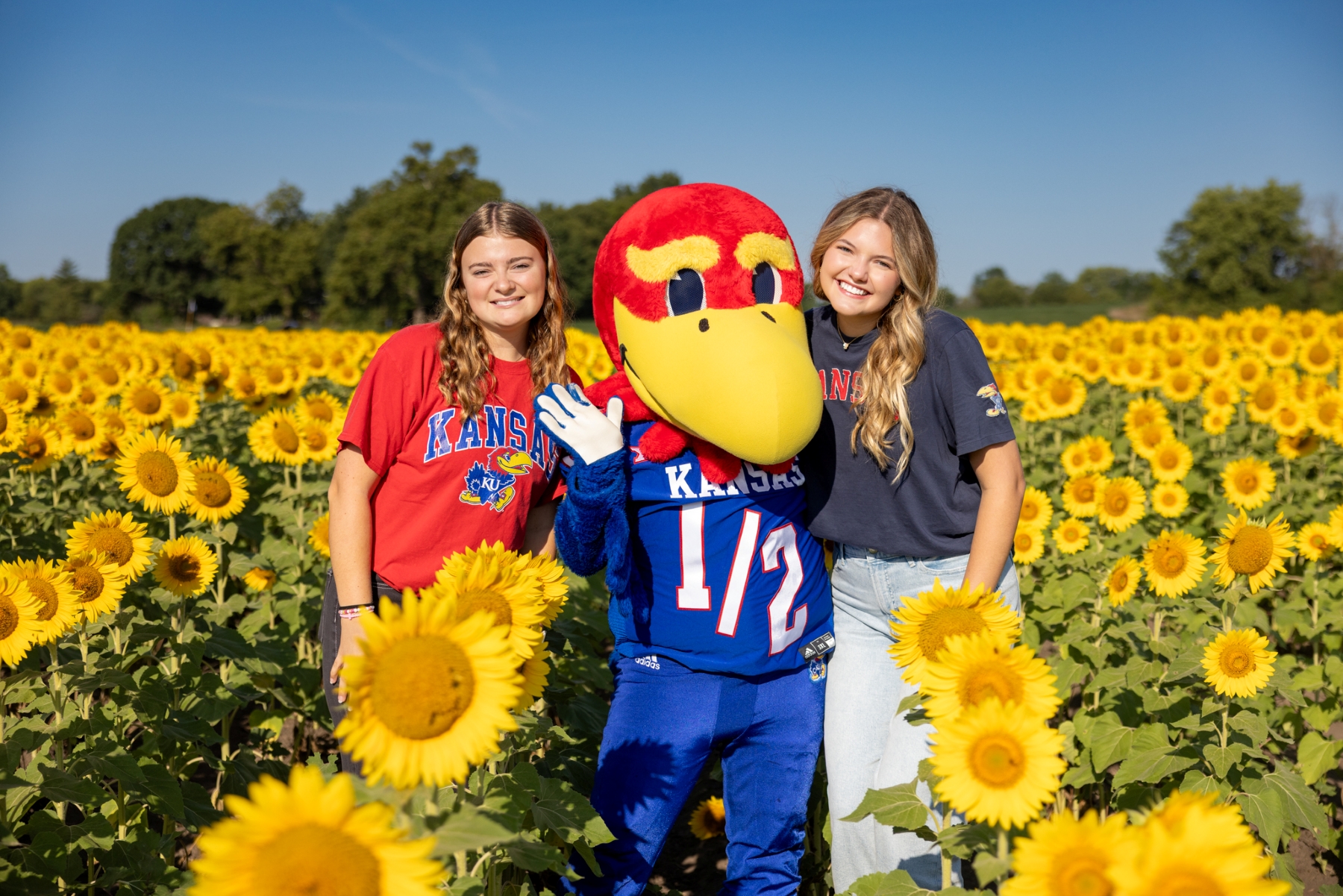 University of Kansas students pose with Baby Jay in a field of sunflowers.