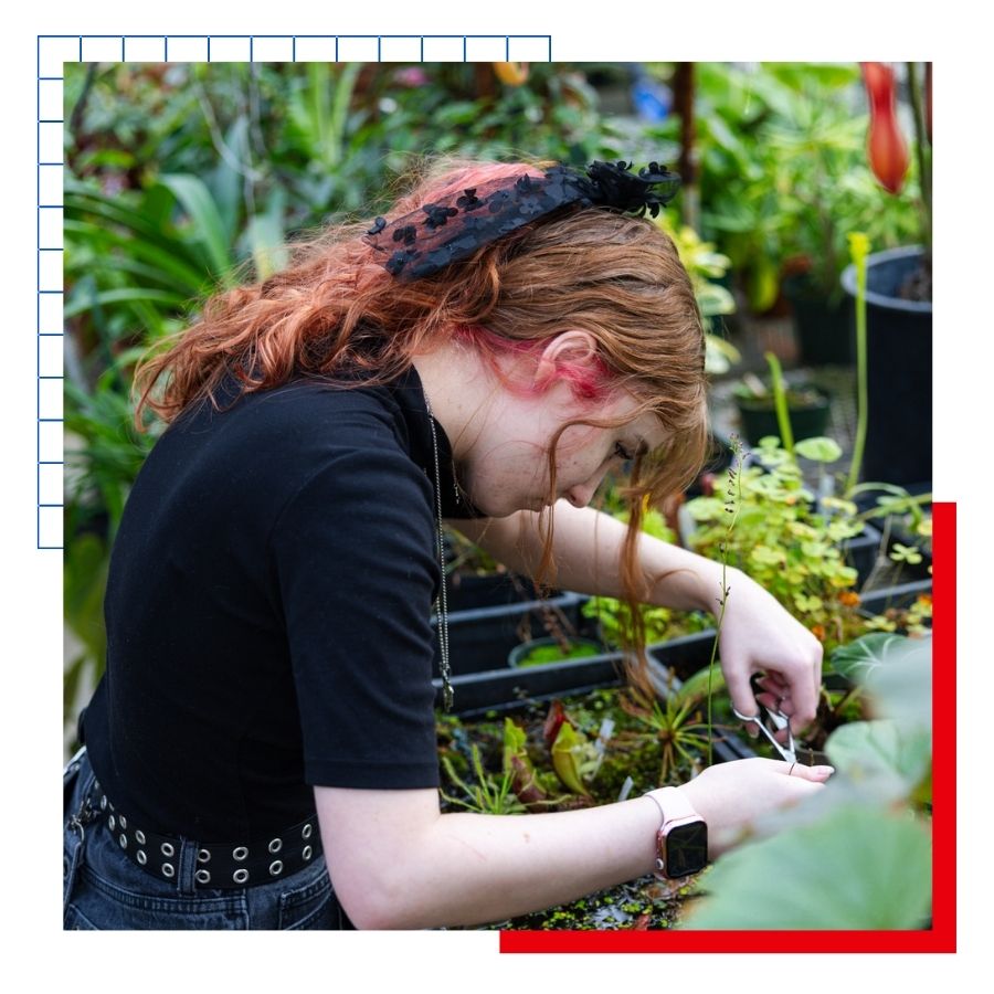 A KU student tends to plants inside the calm and cozy atmosphere of the Haworth Hall Greenhouse.