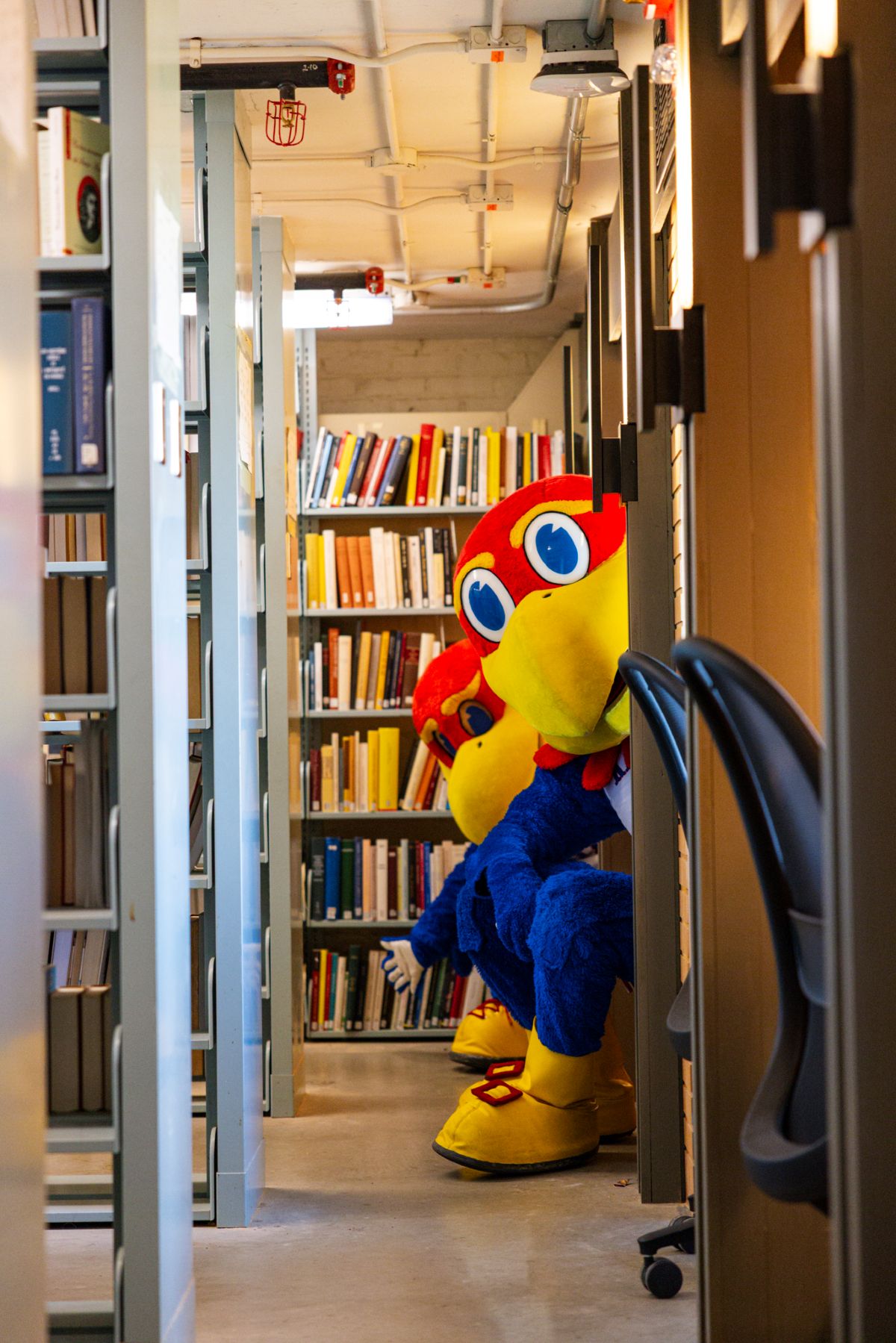 Big Jay and Baby Jay, the University of Kansas Jayhawk mascots, pose for a picture in the stacks of Watson Library.