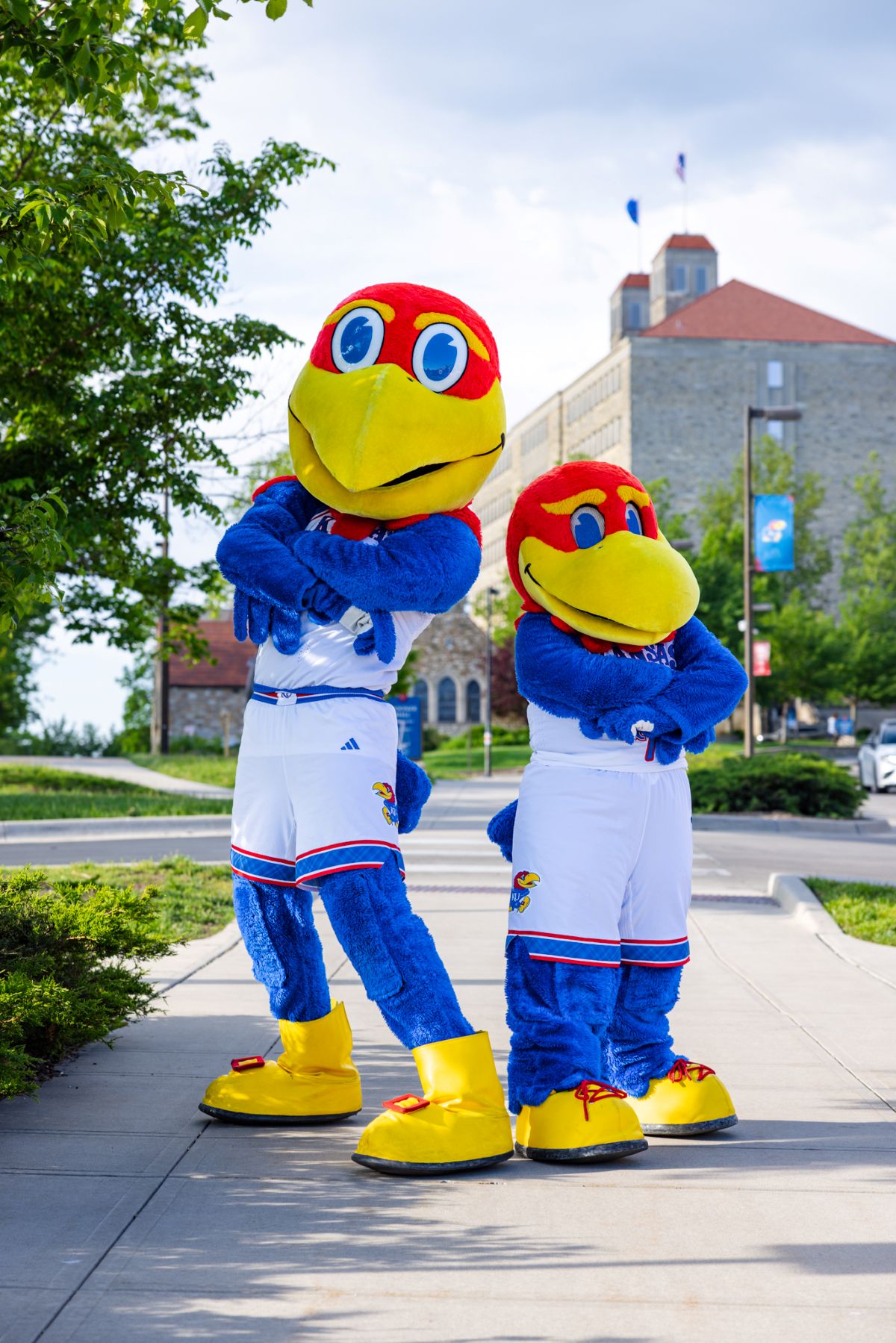 An image of Big Jay and Baby Jay, the University of Kansas mascots, in a guide to what is a Jayhawk.