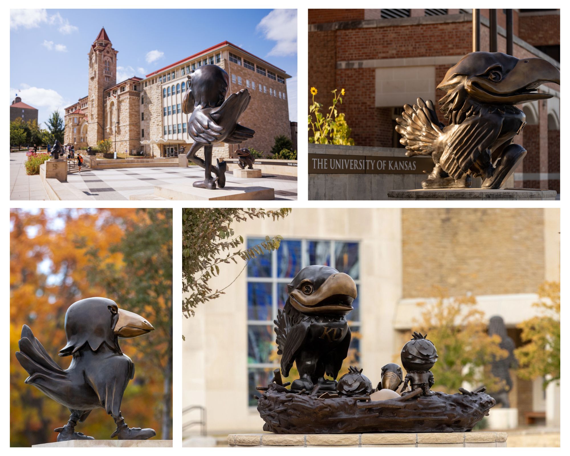 A collage of photos capturing the various bronze Jayhawk statues across the University of Kansas campus.